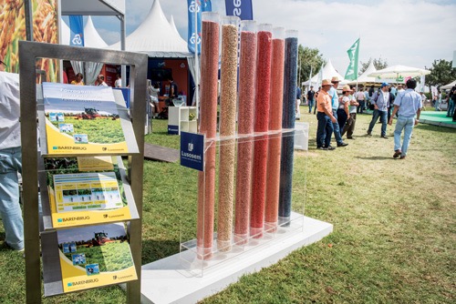 Sementes - uma das áreas-chave na atividade da Lusosem